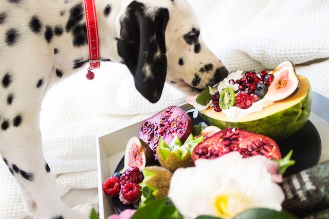 What are the most dangerous human foods for dogs? Find out here