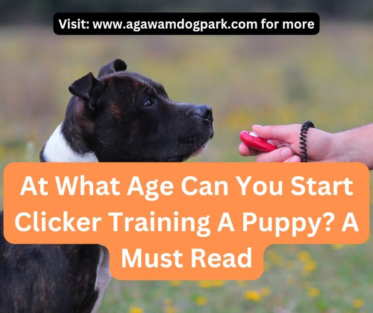 At what age can you start clicker training a puppy? A must read