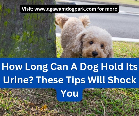 How long can a dog hold its urine? These tips will shock you