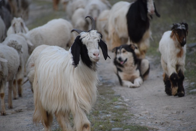 Shepherd herding dogs: main breeds and their abilities