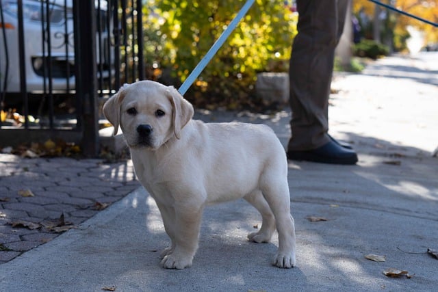 When Can You Take Your Puppy For Its First Walk? Find Out Here