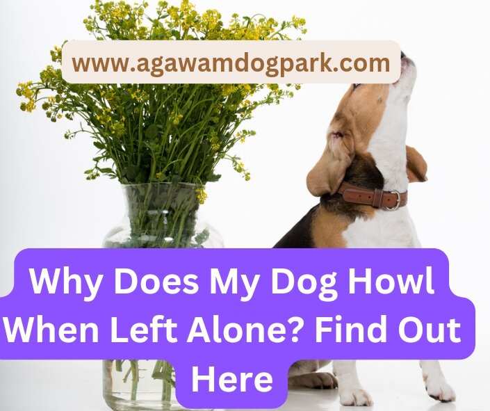 Why does my dog bark and howl when i leave?