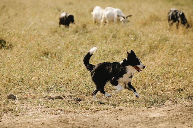 Border Collie Herding Instinct: The best herding dog breed in the world