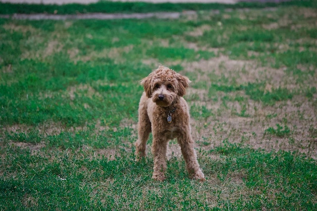 How many years does a poodle live? find out here