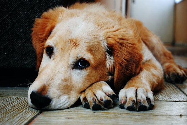 How can you tell if your dog is unhappy?