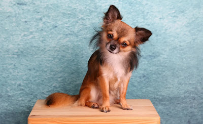 What is the smallest dog breed in the world 2023