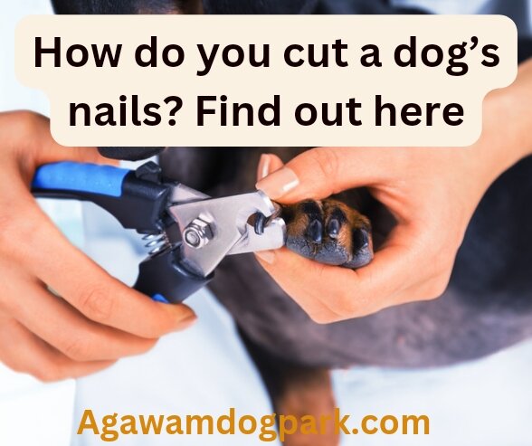 How do you cut a dog’s nails? Find out how