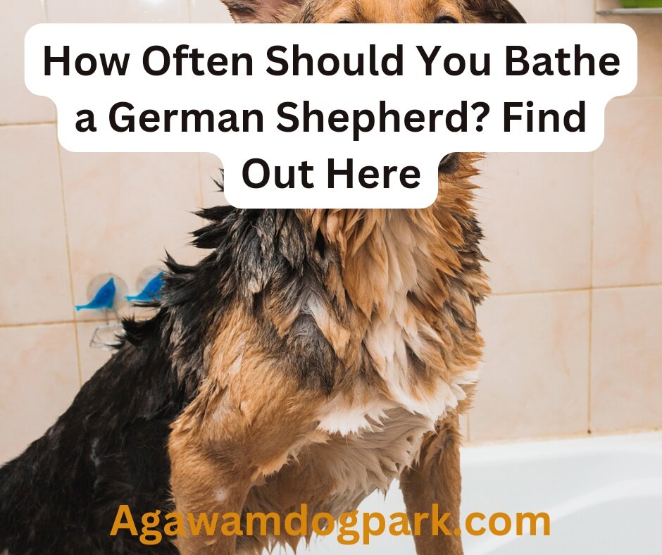 How often should you bathe a German Shepherd