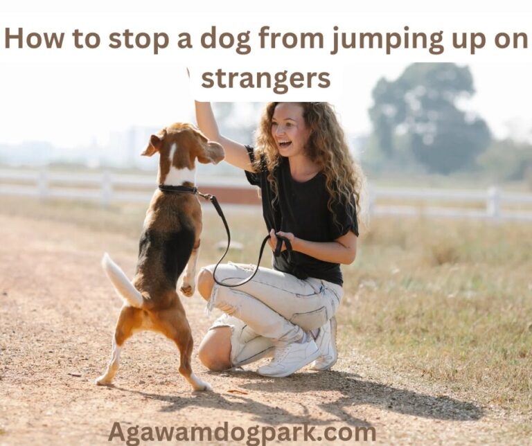 How to stop a dog from jumping up on strangers