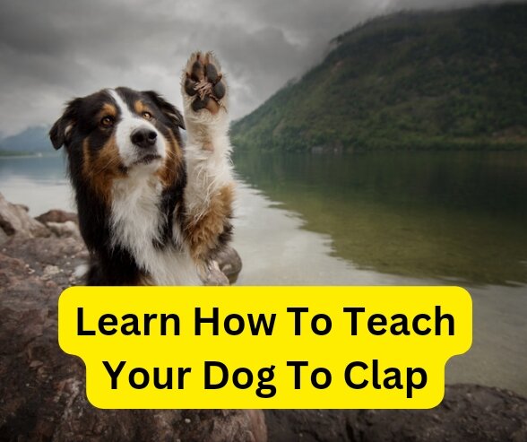 Learn how to teach your dog to clap