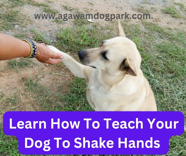 How to teach your dog to shake your hand