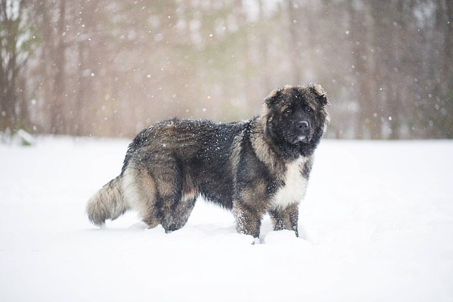 How to train Caucasian Shepherd dog: A comprehensive guide