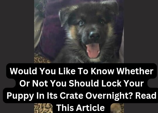 Should I lock my puppy in his crate at night?