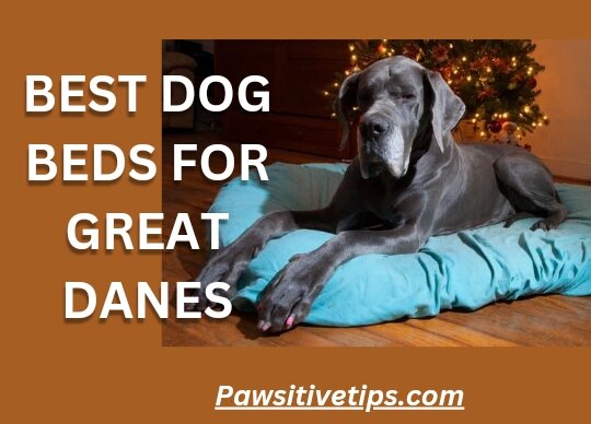 Best dog beds for great danes