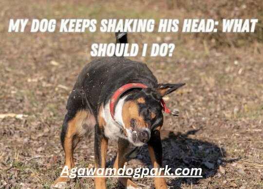 Dog keeps shaking head