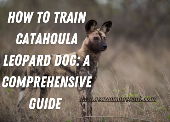 How to train Catahoula Leopard dog