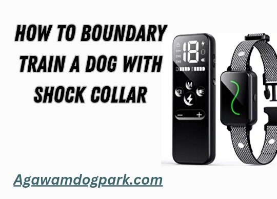 How to train a dog boundaries with shock collar