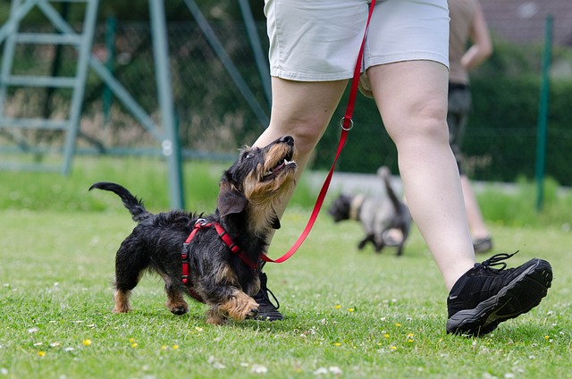 What are the 5 golden rules of dog training