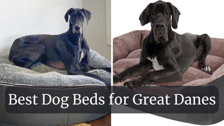 Best Dog Beds for Great Danes: The Ultimate Guide