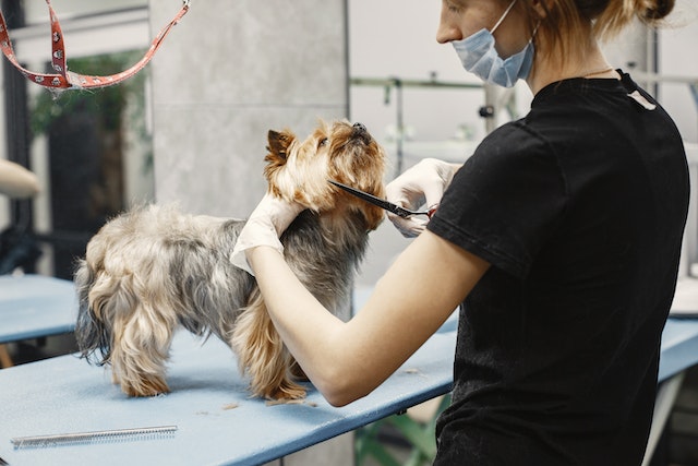 Can a groomer sue you if your dog bites them?