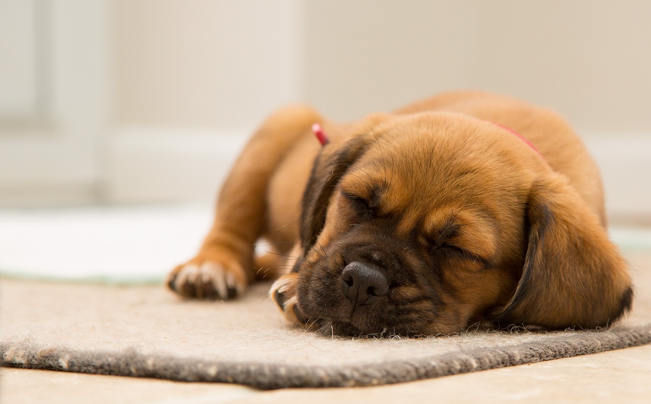 Why Do Dogs Sleep With Their Bum Facing You