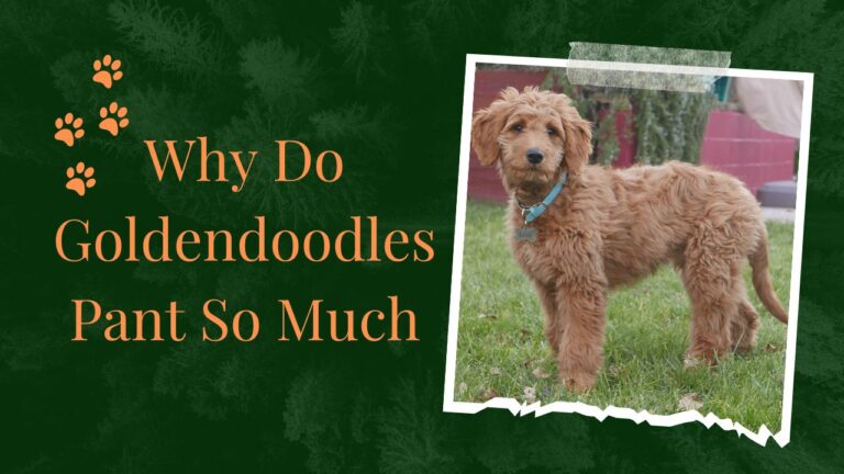 Why Do Goldendoodles Pant So Much? Ultimate Guide For Dog Owners