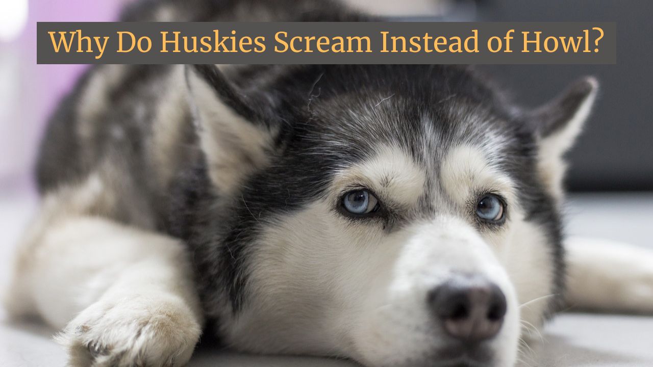 Why Do Huskies Scream Instead of Howl